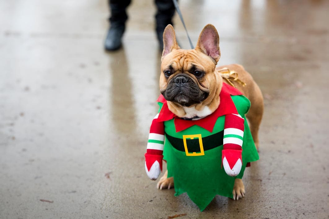 Holiday-Hounds